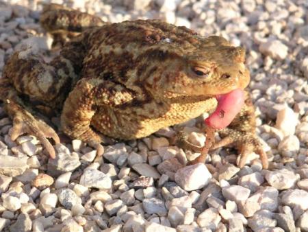 Crapaud