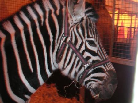 Le Zebre
